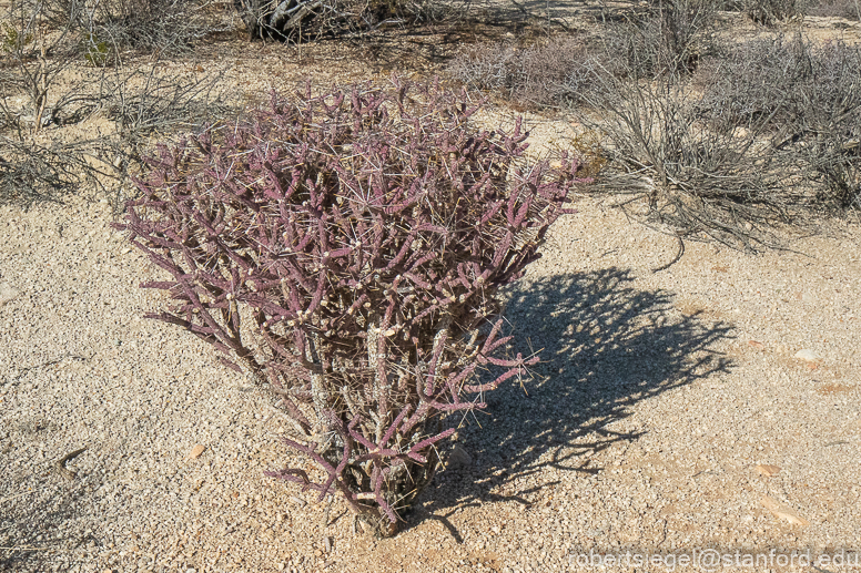 Joshua Tree